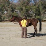 Trot outs – practice makes perfect