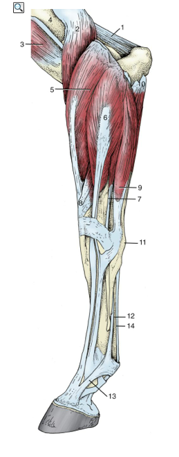 Groin Muscle Injuries  U2013 Anatomy