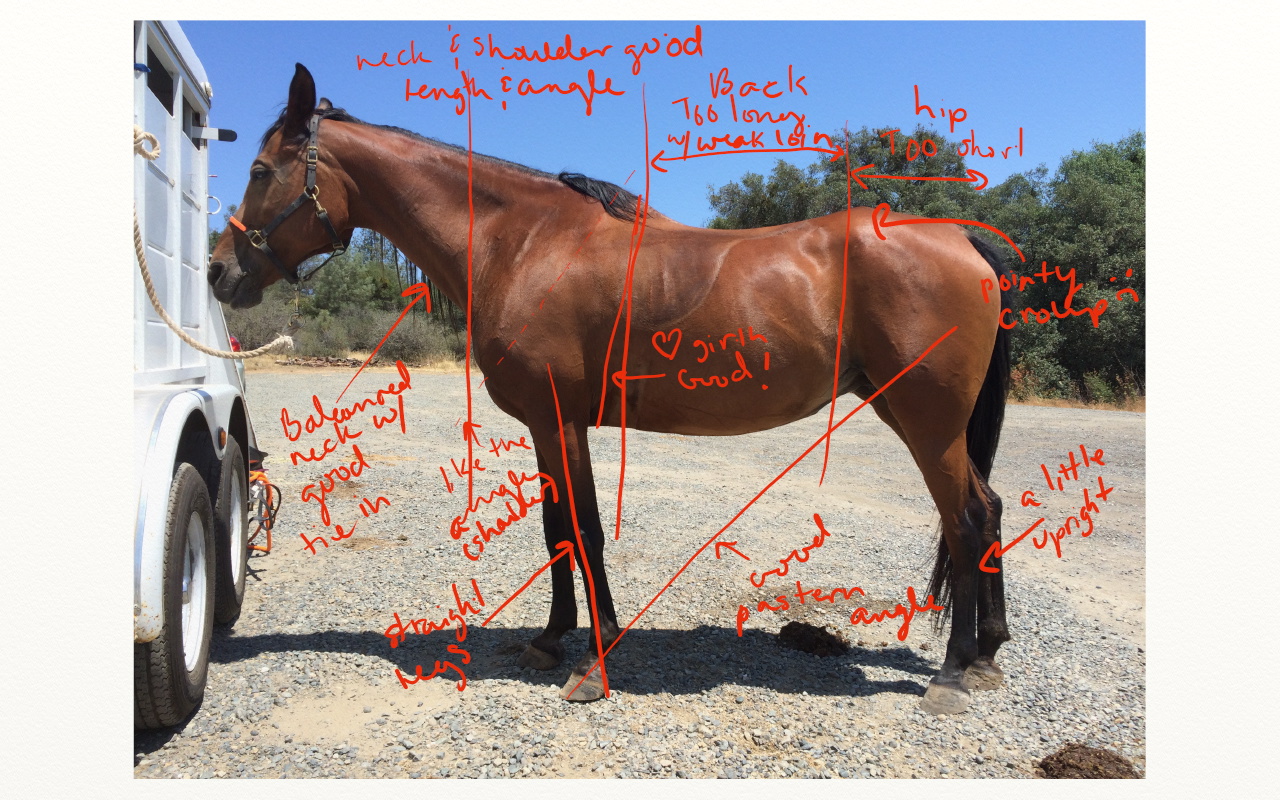 farley conformation 12