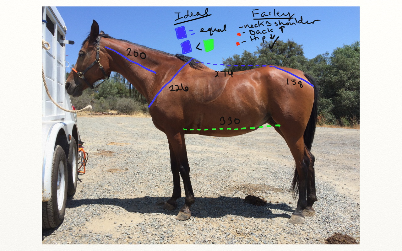 farley conformation 6