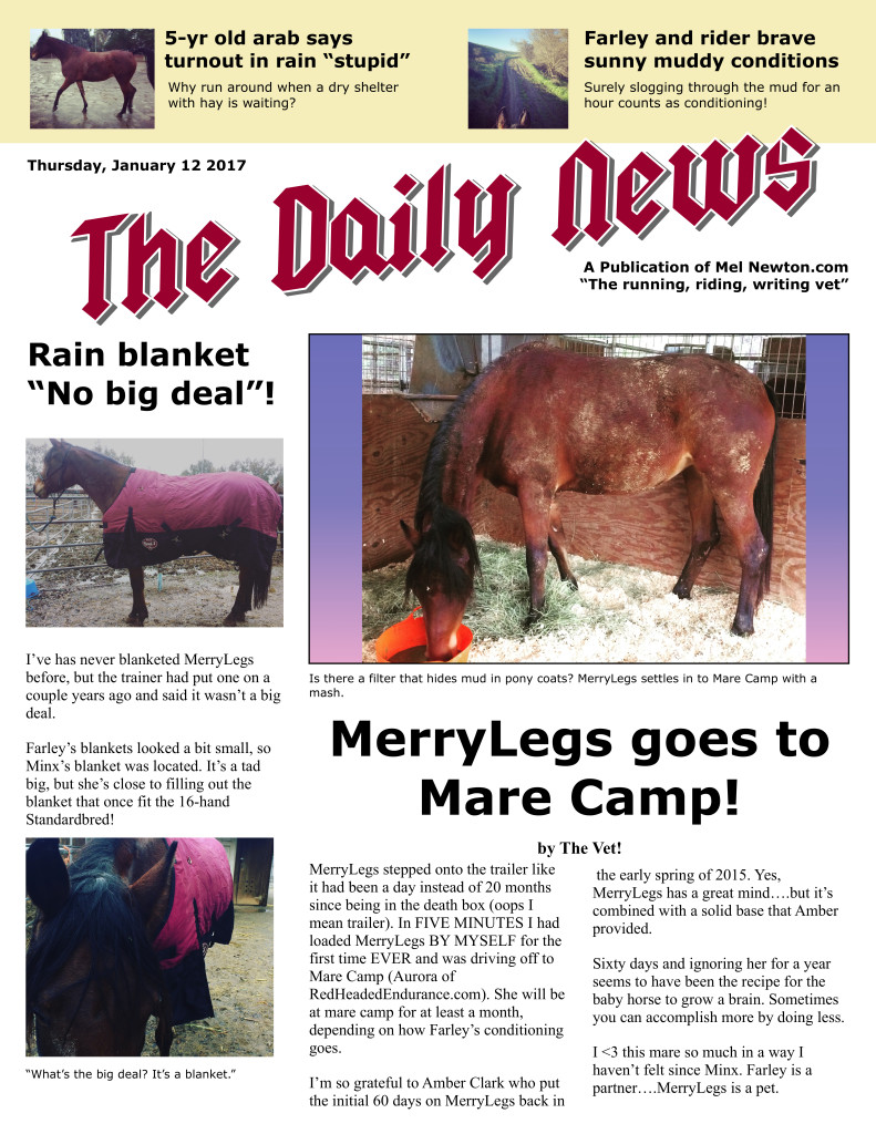 merrylegs-jan-17-mare-camp